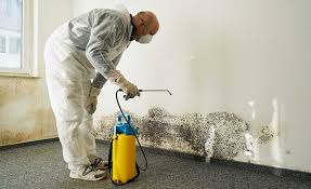 Why You Should Choose Our Mold Remediation Services in Montebello, NY